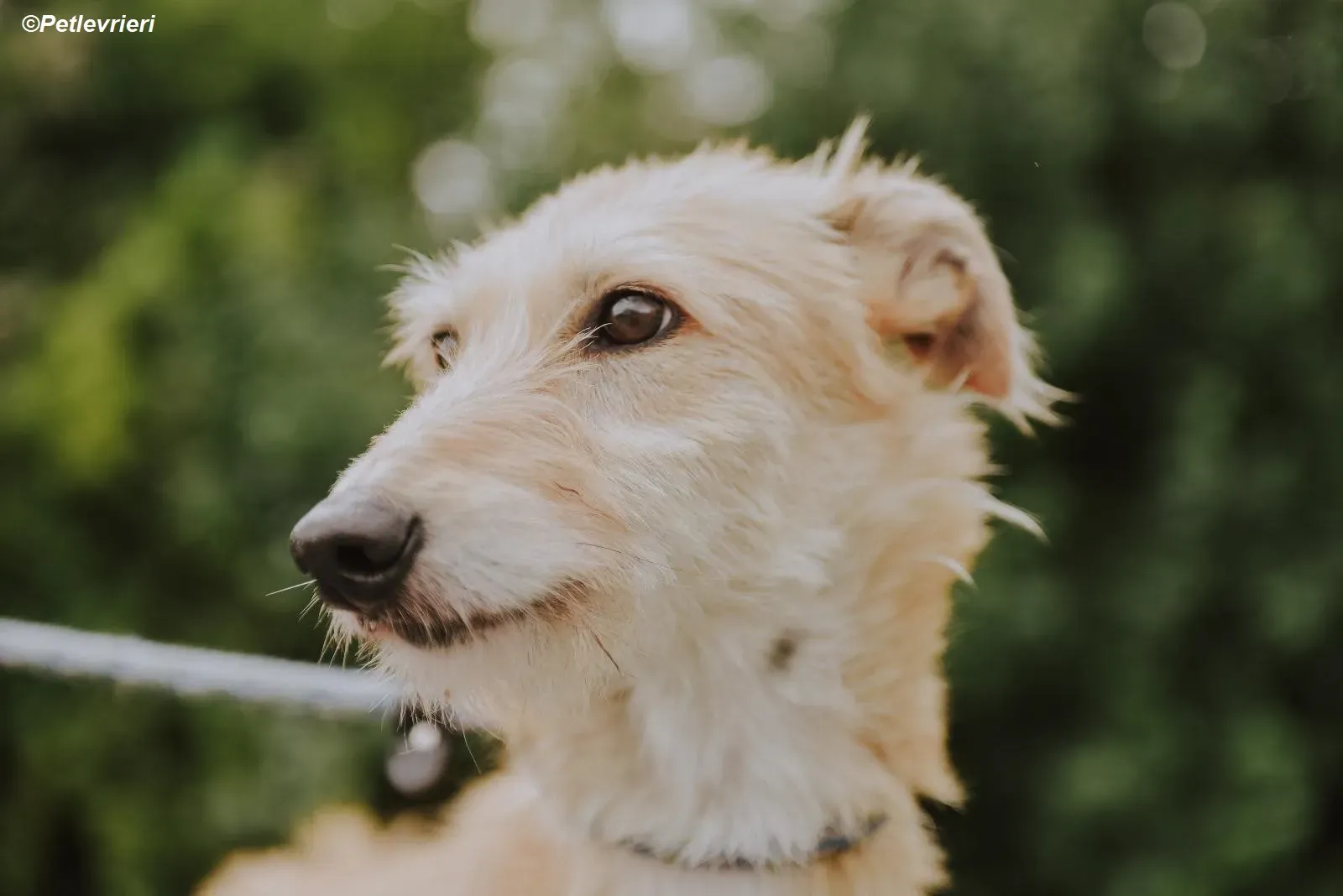 Pippa adozione levrieri greyhound 27