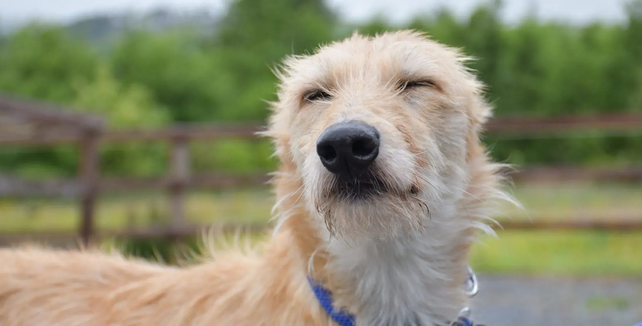 Pippa adozione levrieri greyhound 3 scaled e1657380219692