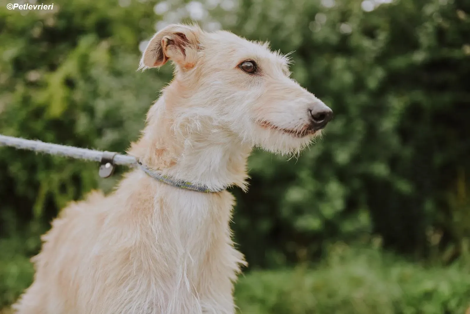 Pippa adozione levrieri greyhound 28