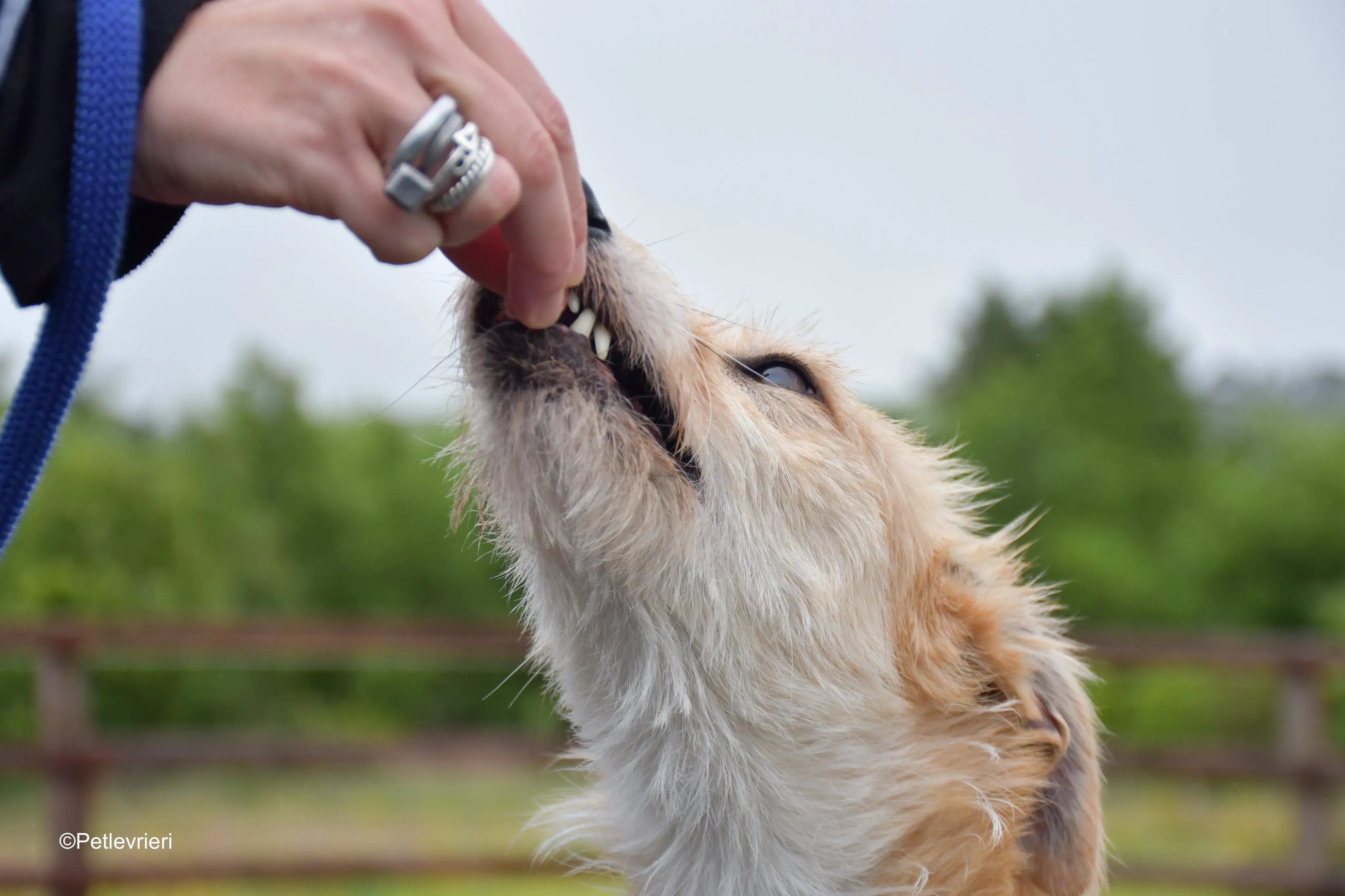 Pippa adozione levrieri greyhound 4