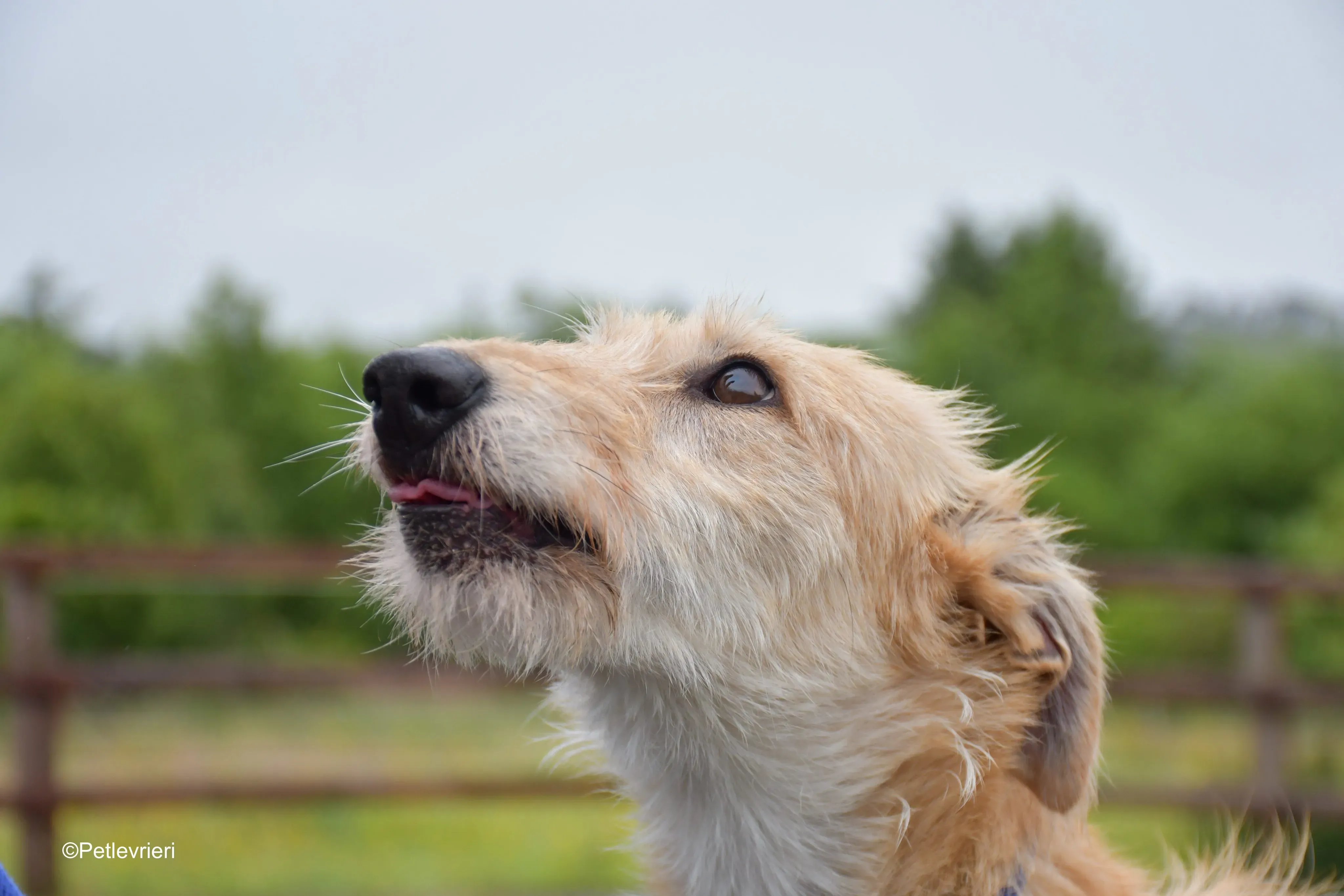 Pippa adozione levrieri greyhound 5