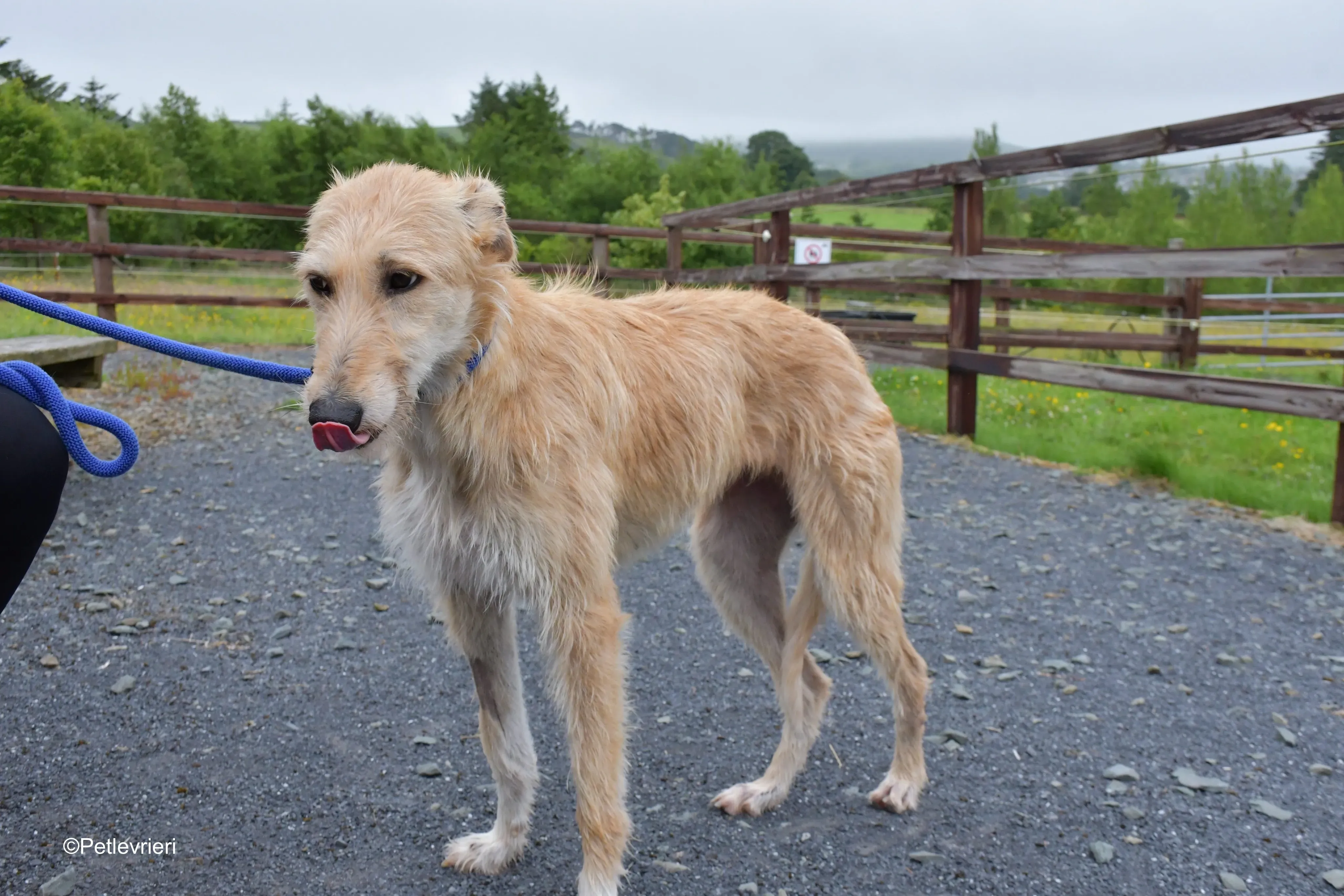 Pippa adozione levrieri greyhound 9