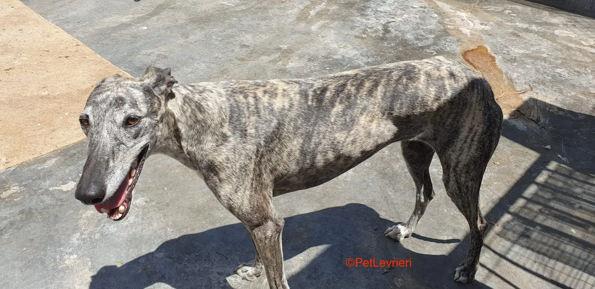 Piquet adozione levrieri galgo 1