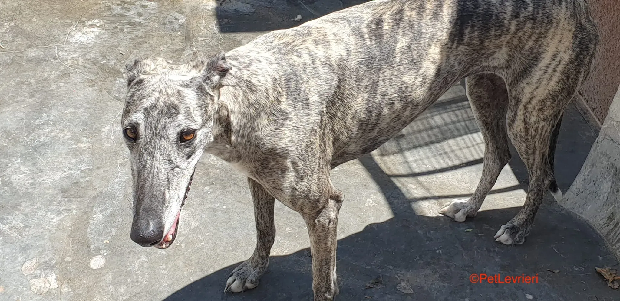 Piquet adozione levrieri galgo 2