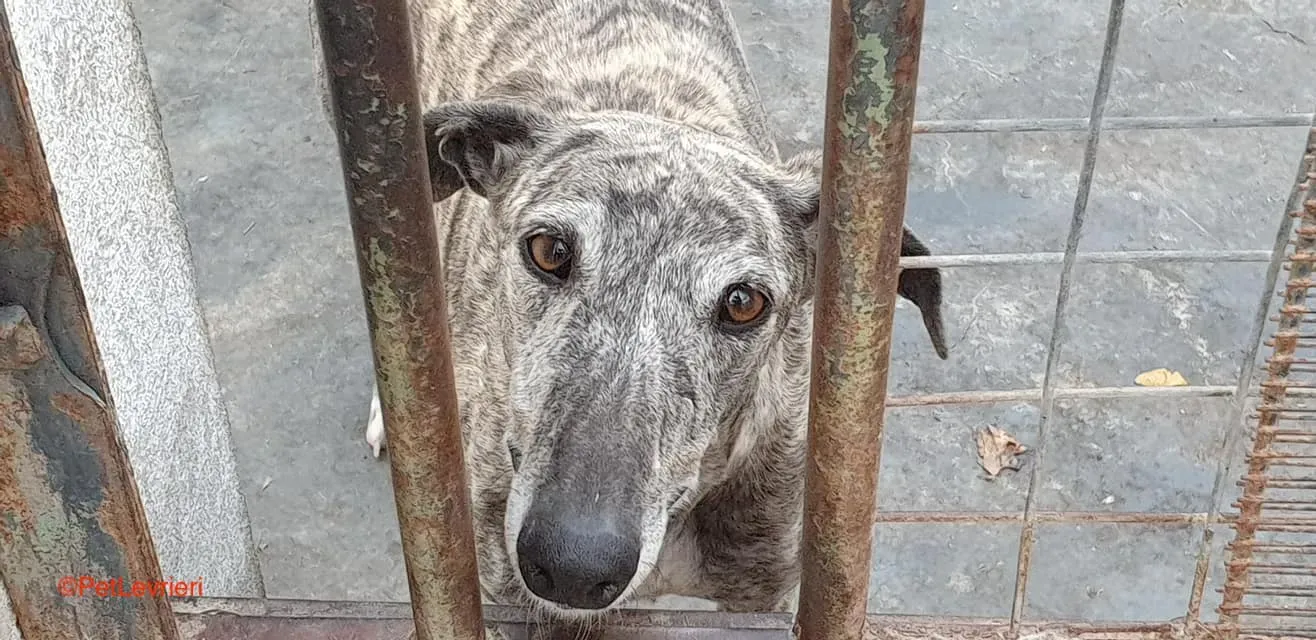 Piquet adozione levrieri galgo 3