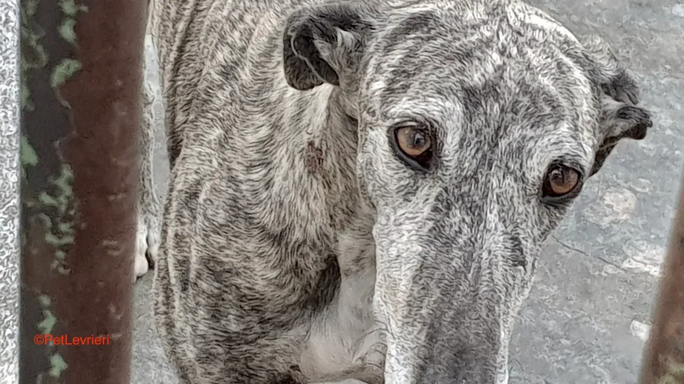 Piquet adozione levrieri galgo 4