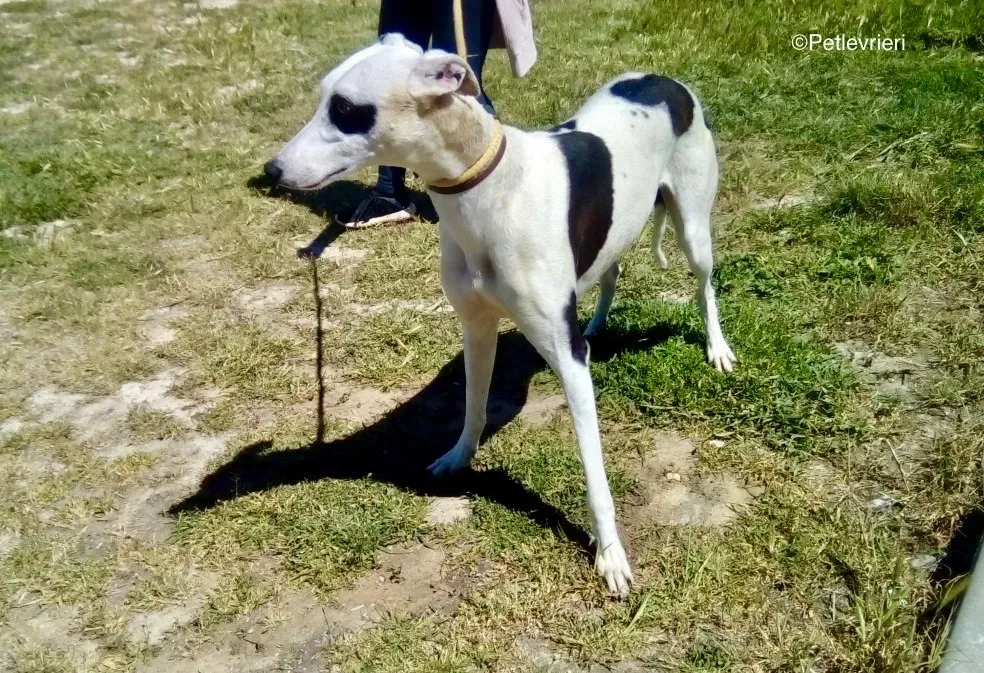 Pirata adozione levrieri galgo 00