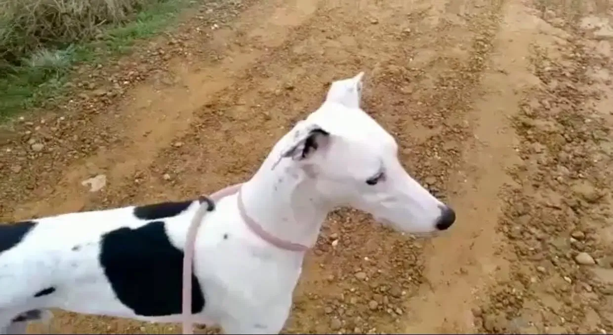 Pirata adozione levrieri galgo 01