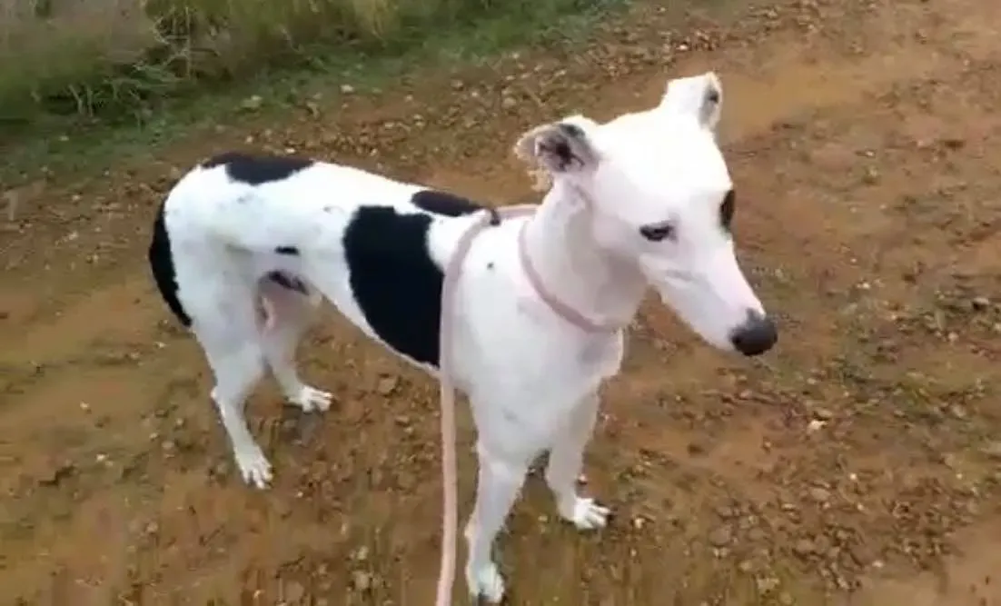 Pirata adozione levrieri galgo 03