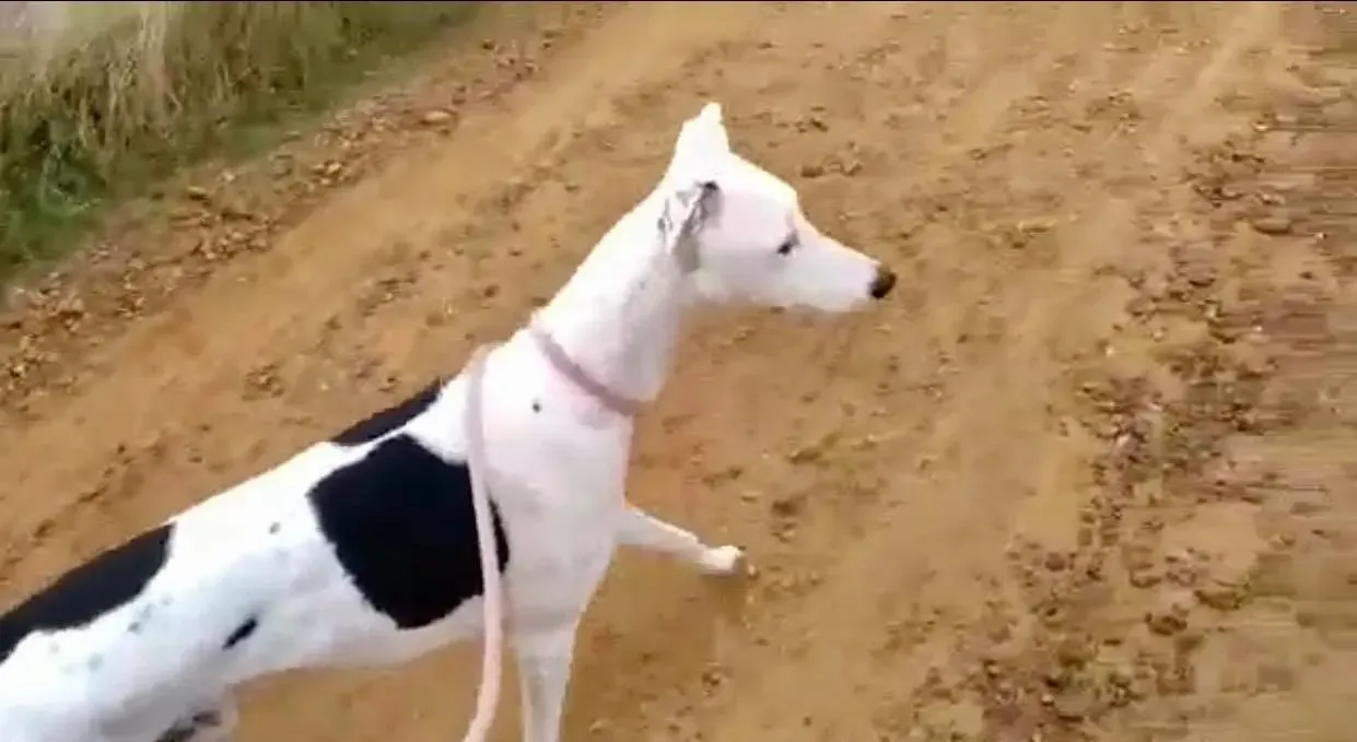 Pirata adozione levrieri galgo 04