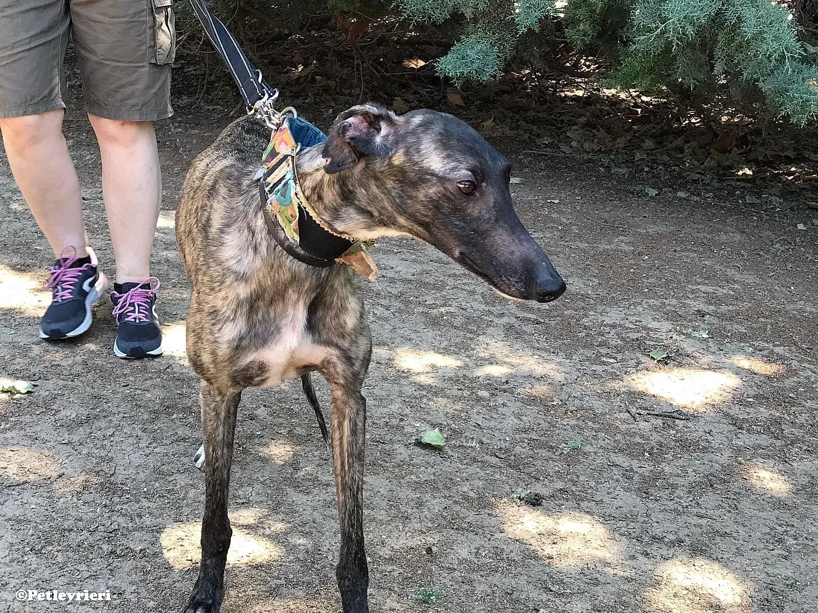 Pirata adozione levrieri galgo 05