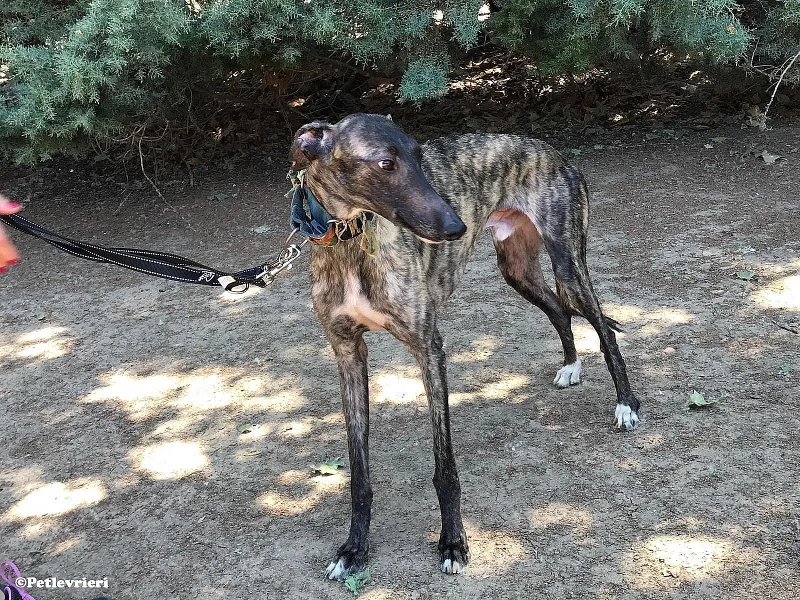 Pirata adozione levrieri galgo 06