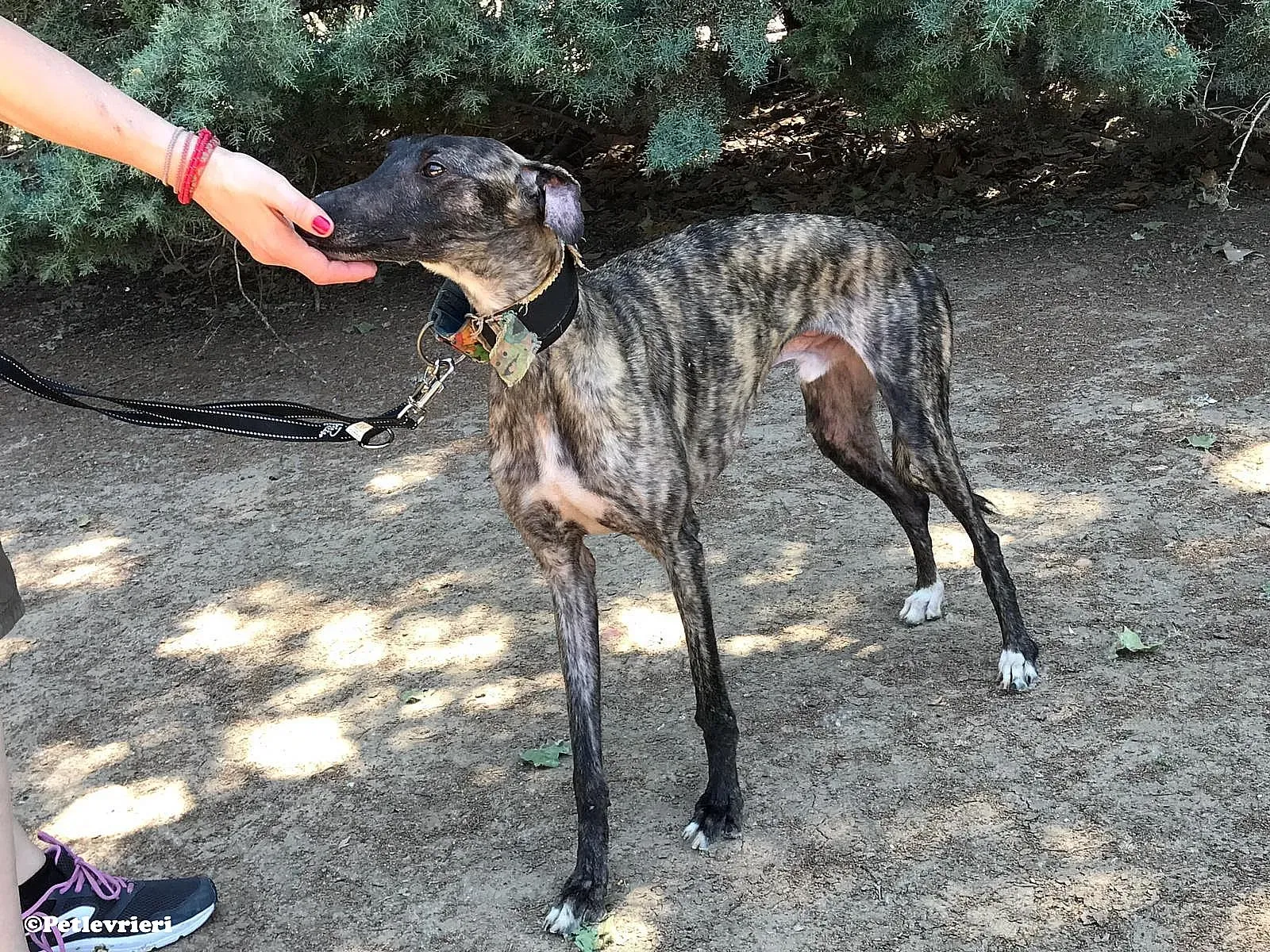 Pirata adozione levrieri galgo 07