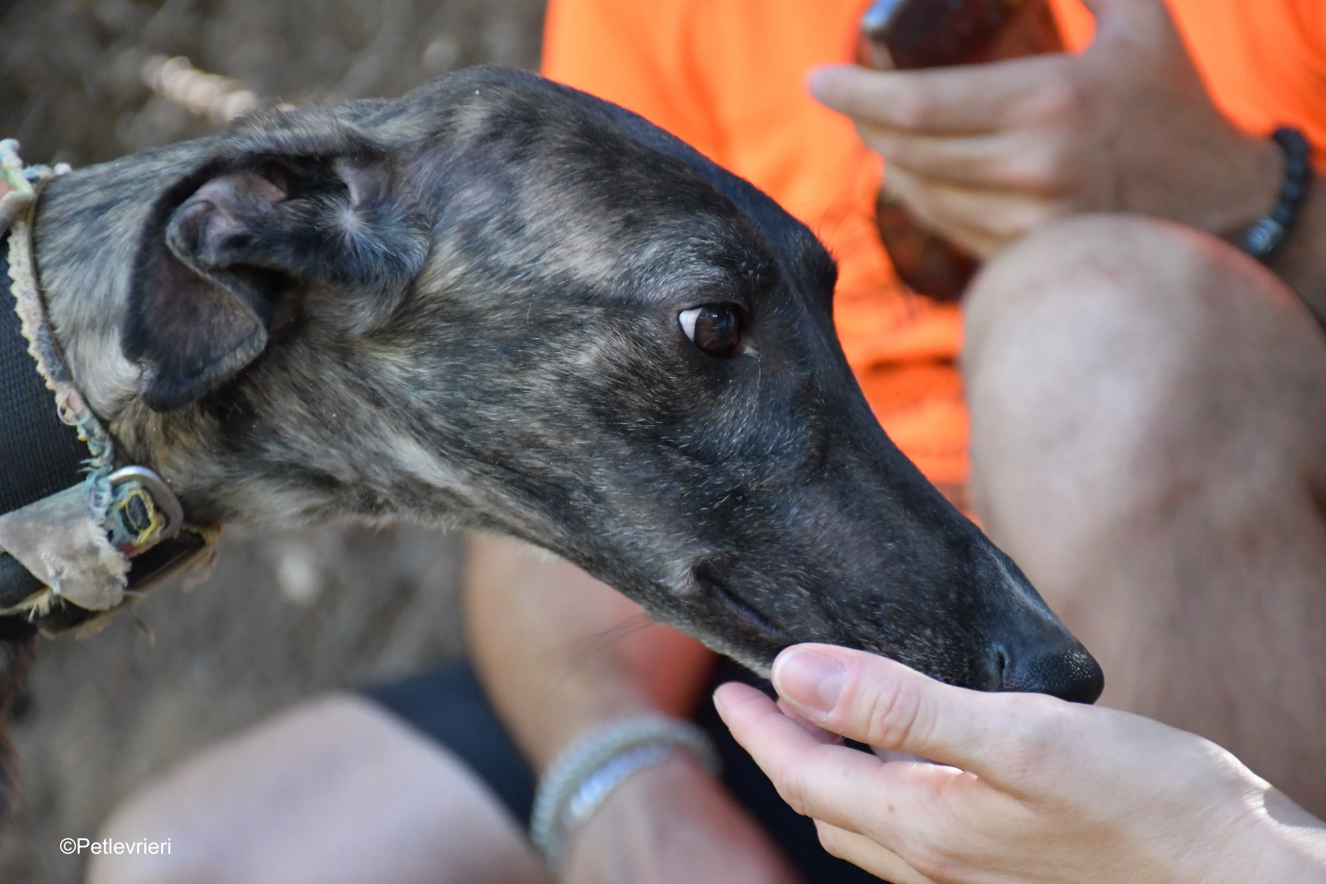 Pirata adozione levrieri galgo 1