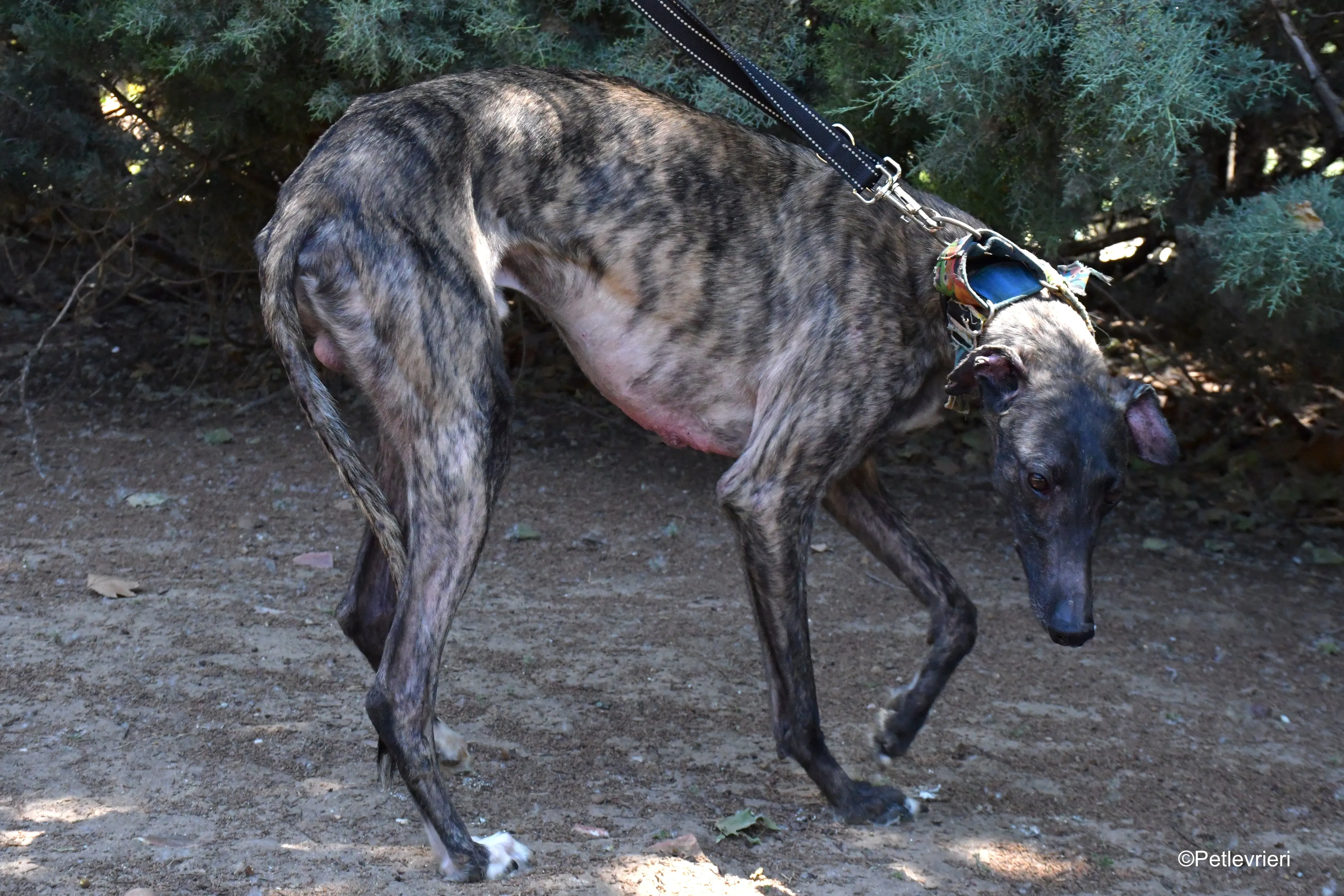 Pirata adozione levrieri galgo 10