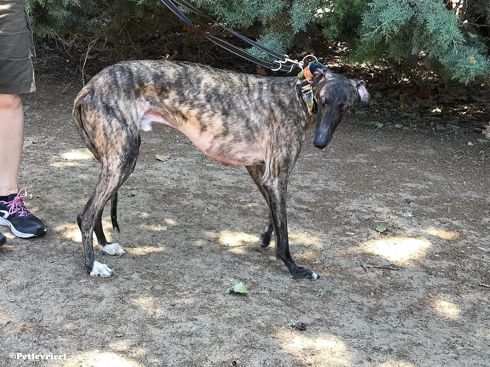 Pirata adozione levrieri galgo 03
