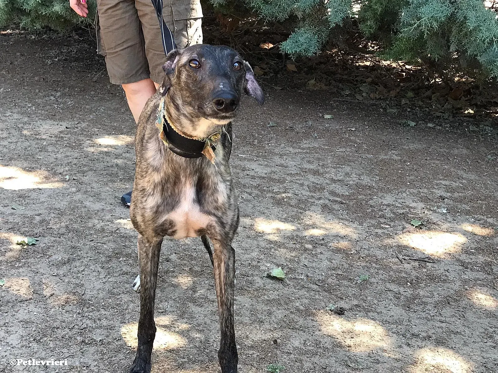 Pirata adozione levrieri galgo 04