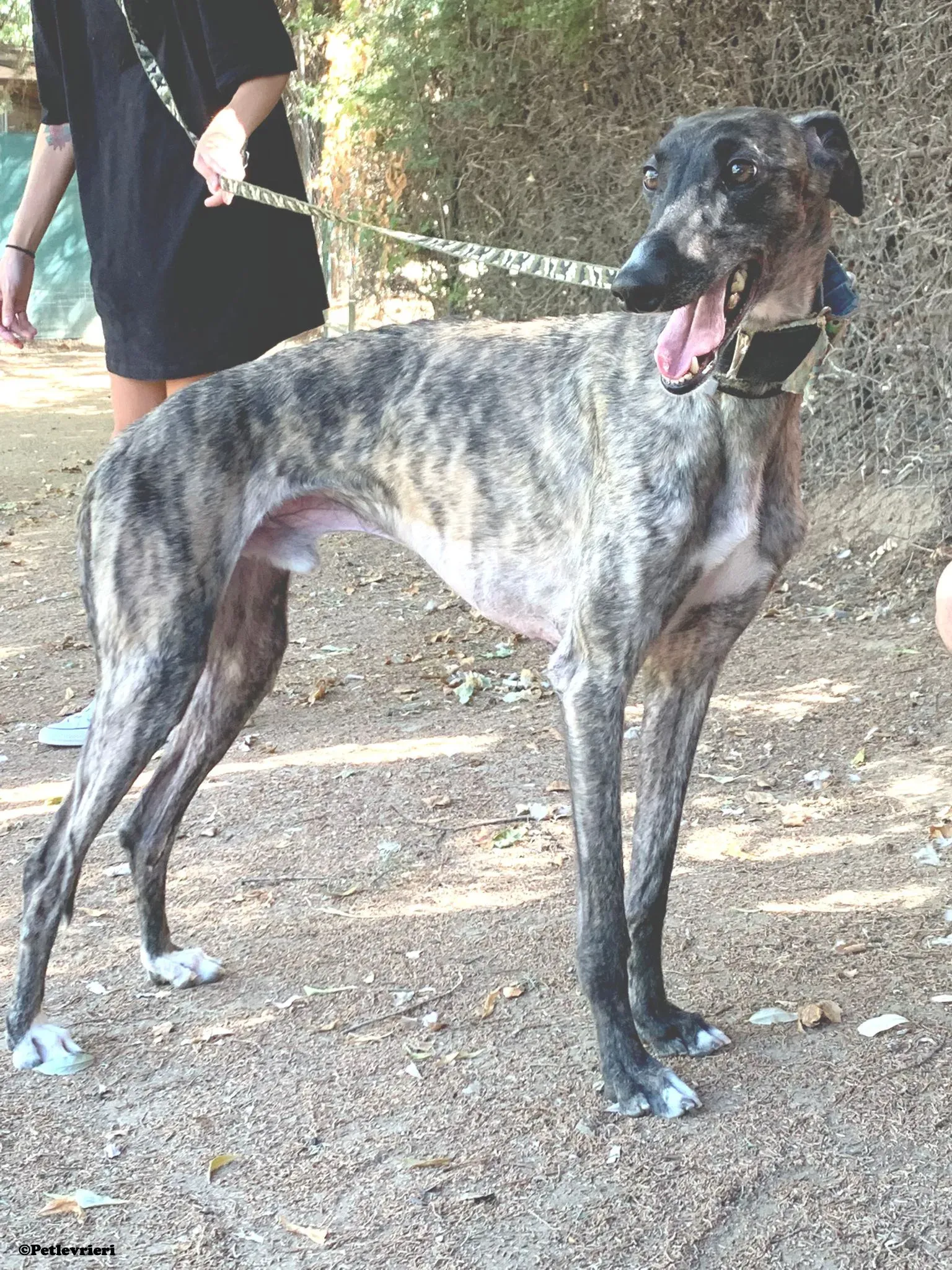 Pirata adozione levrieri galgo 01