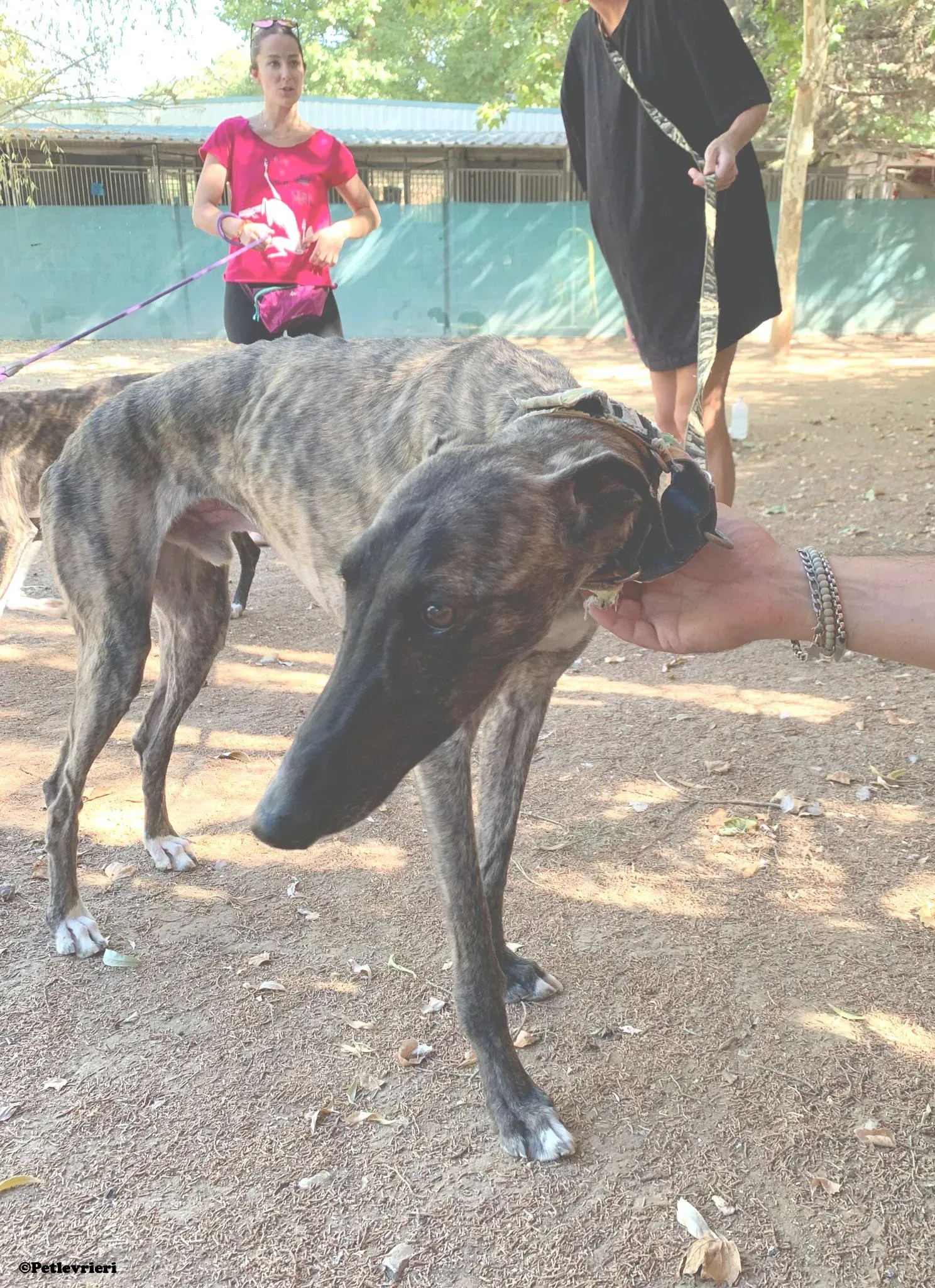 Pirata adozione levrieri galgo 02