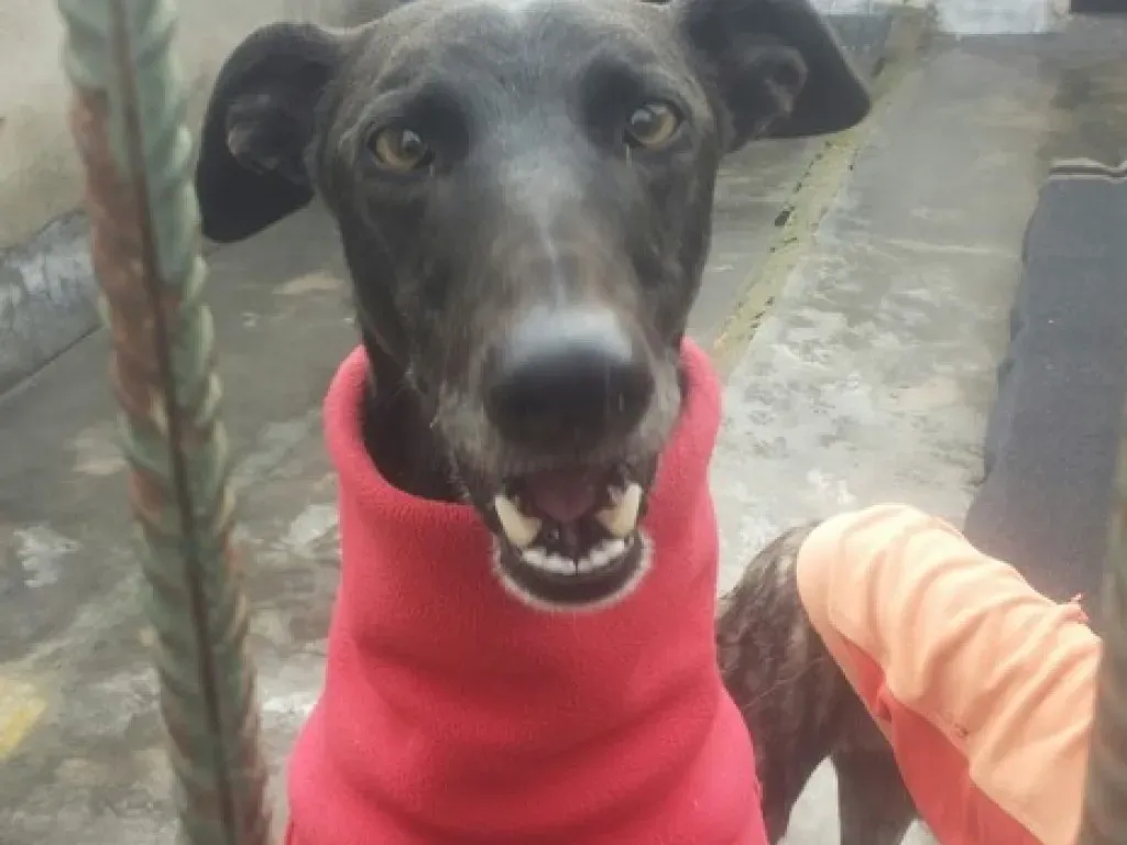 Pirata adozione levrieri galgo 19