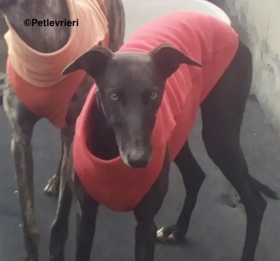 Pirata adozione levrieri galgo 20