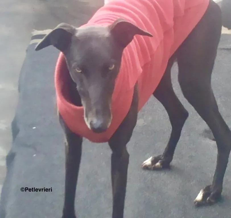 Pirata adozione levrieri galgo 21