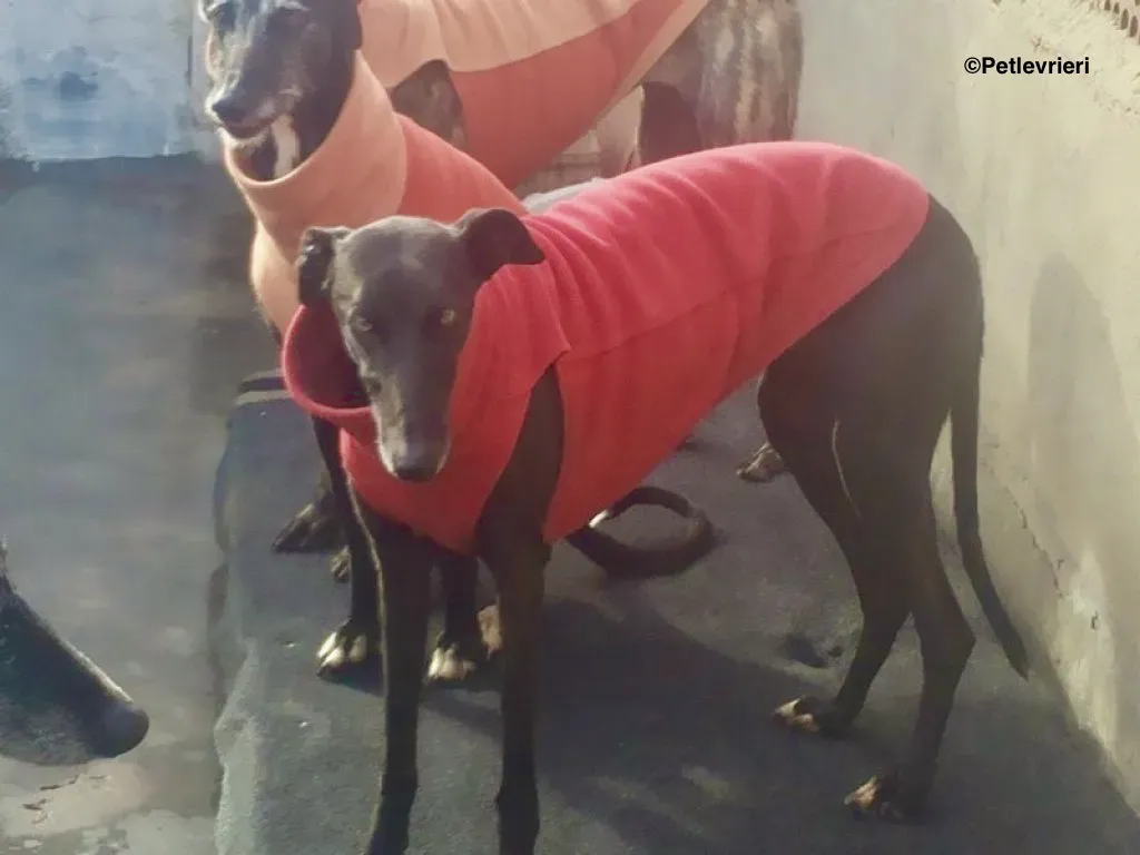 Pirata adozione levrieri galgo 22