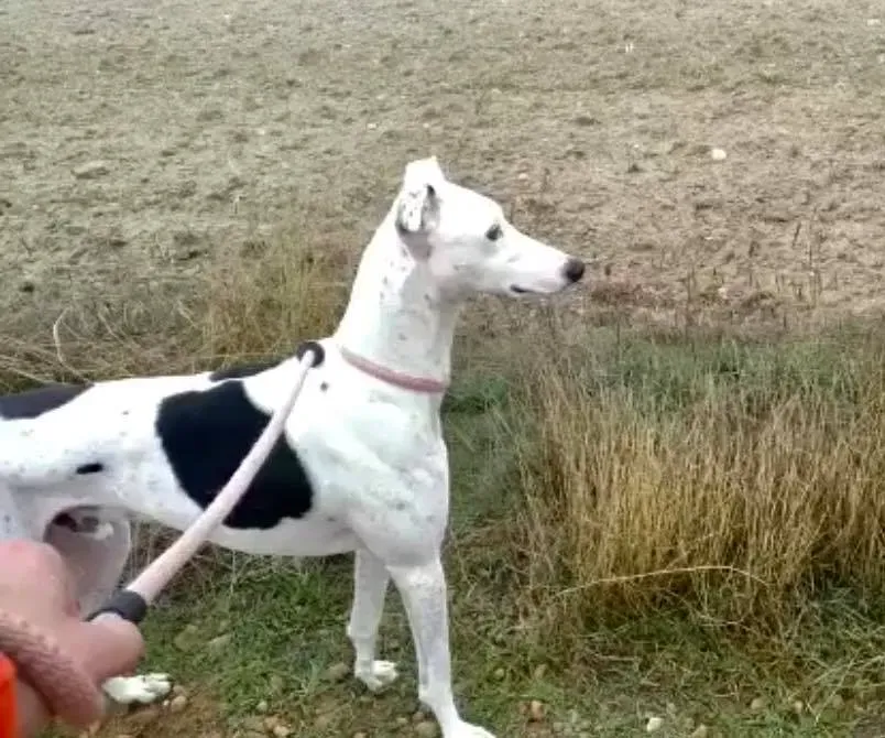 Pirata adozione levrieri galgo 02