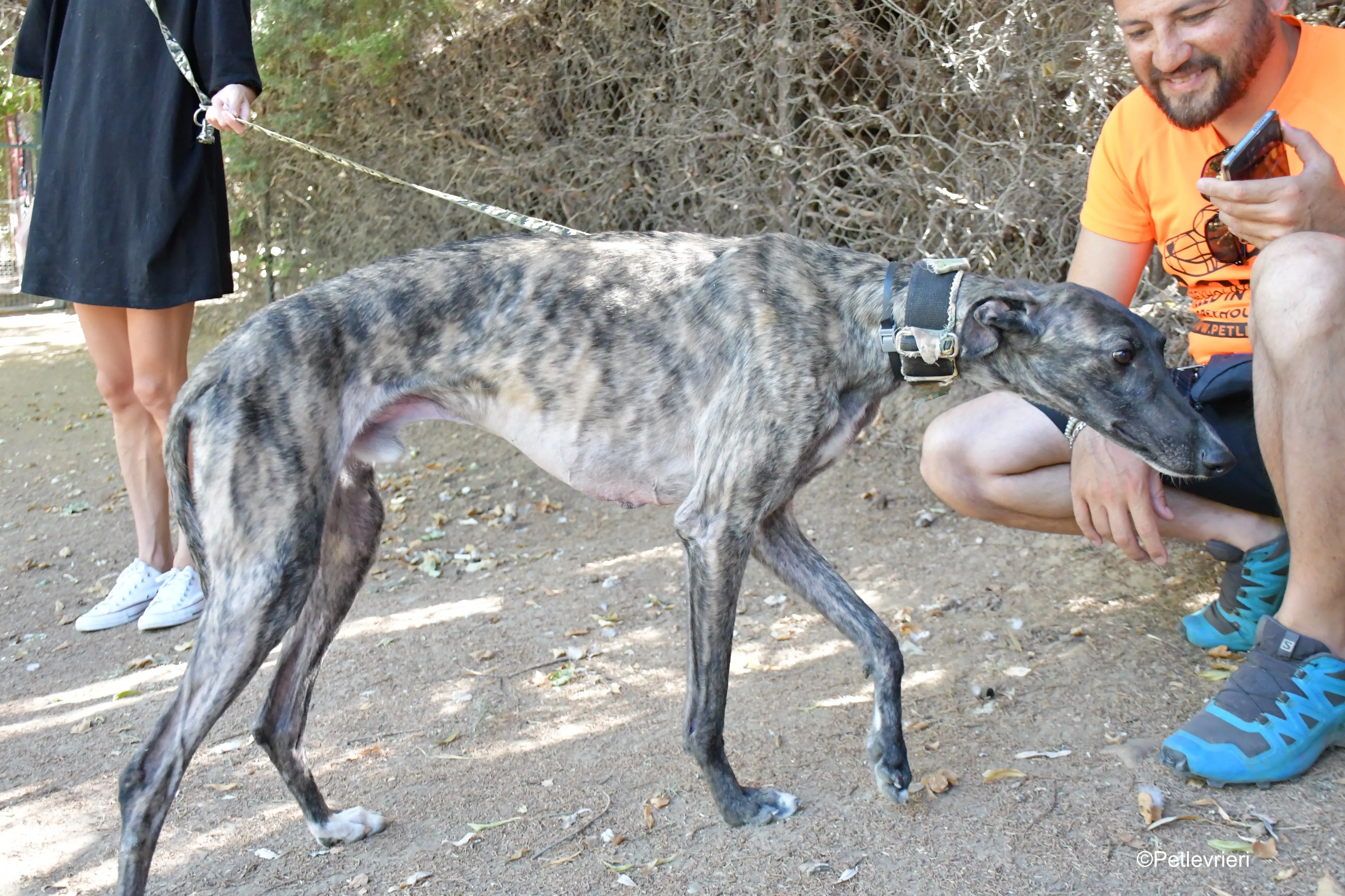 Pirata adozione levrieri galgo 4