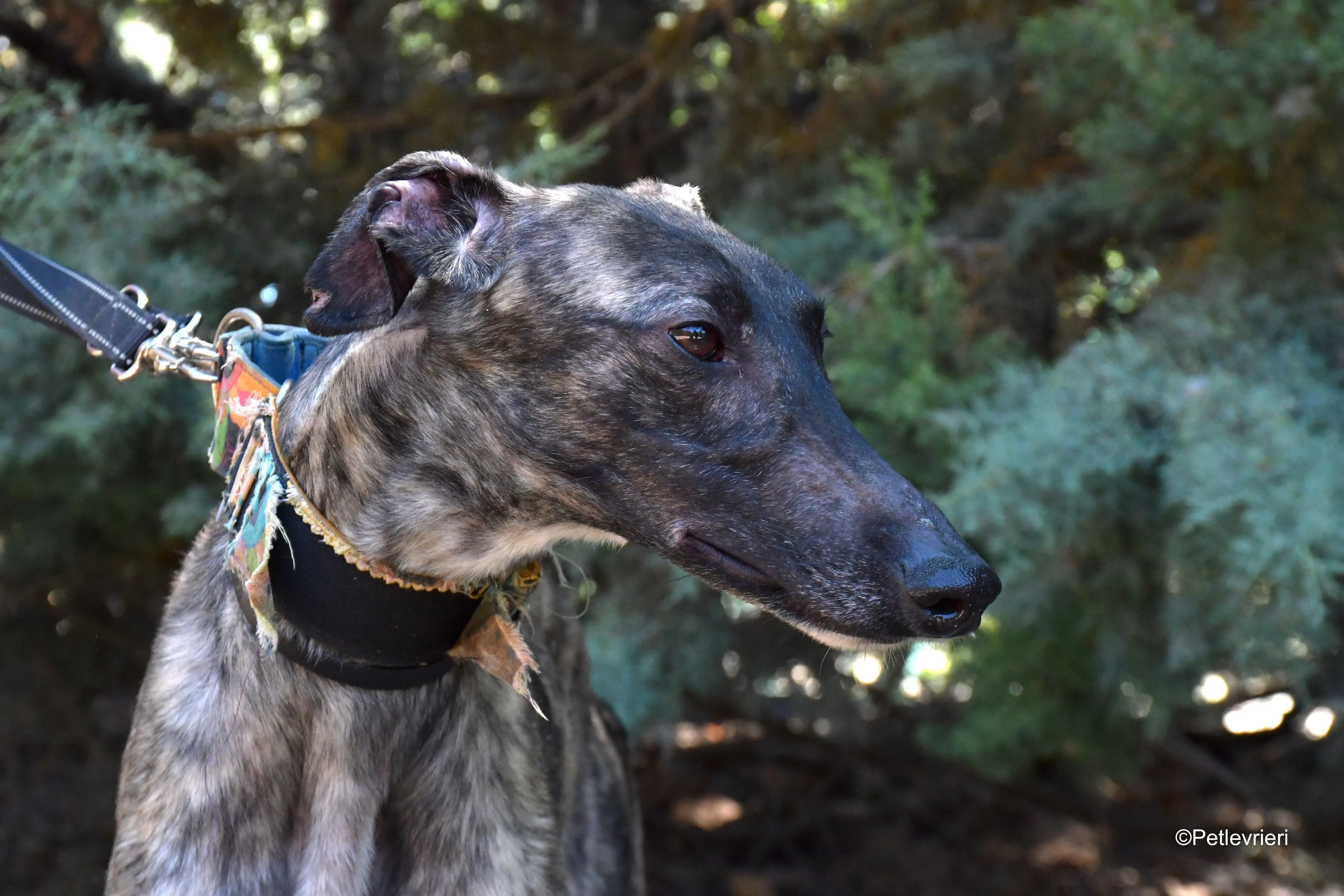 Pirata adozione levrieri galgo 7