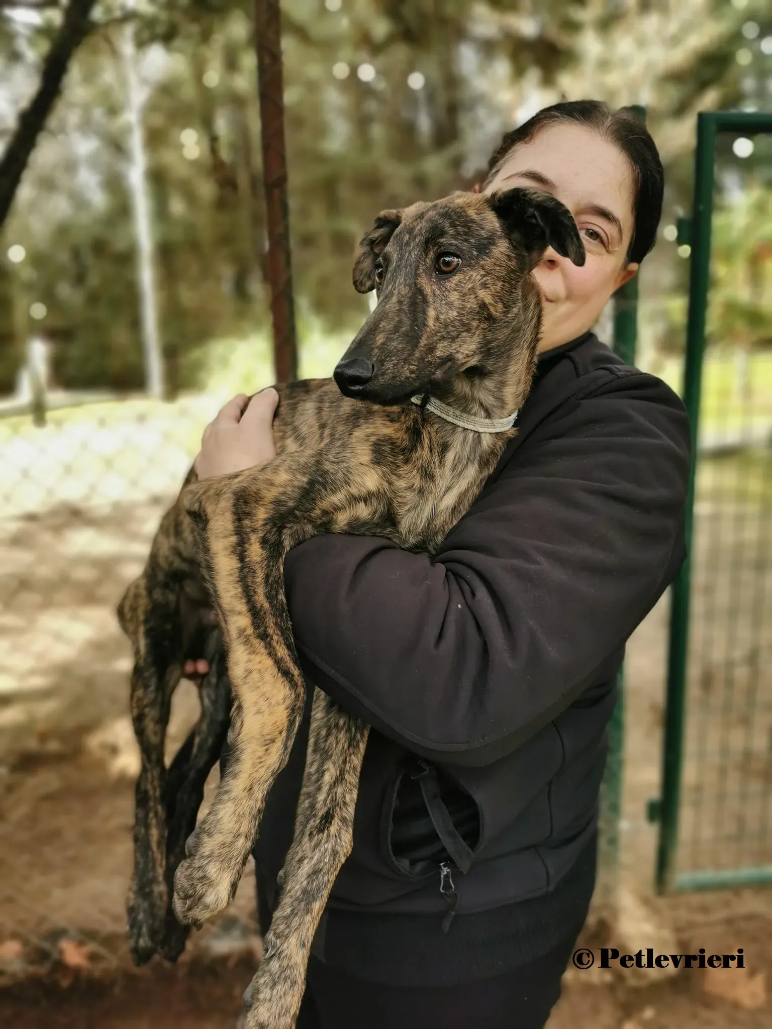 Pirata galgo adozione pet levrieri onlus 1