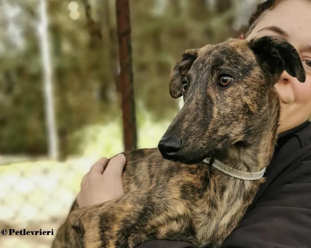 Pirata galgo adozione pet levrieri onlus 2