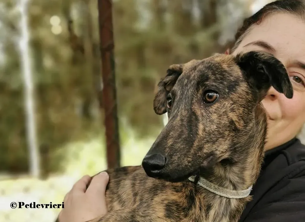 Pirata galgo adozione pet levrieri onlus 3