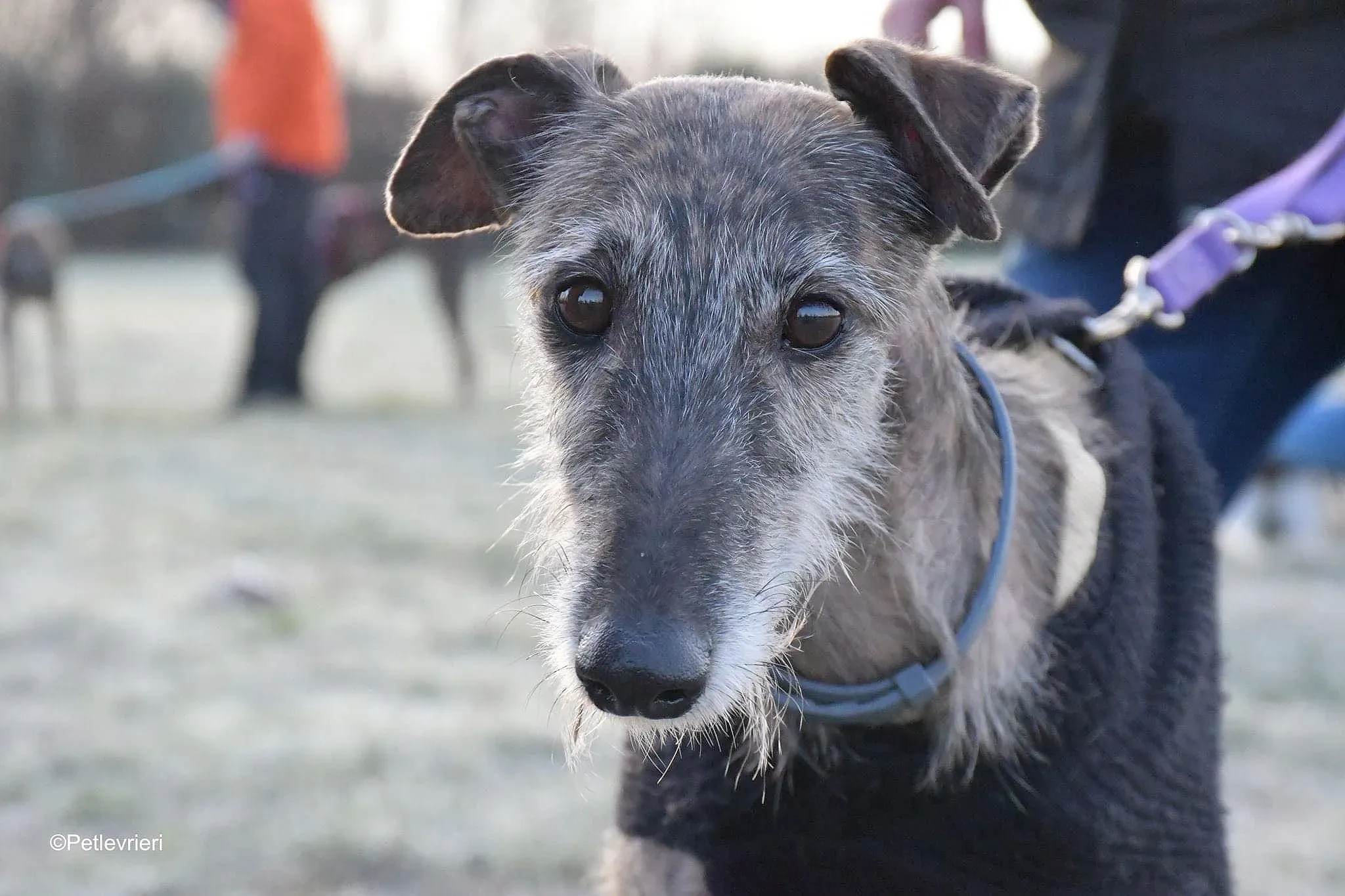 Piruleta galgo ruvido adozione levrieri foster cane 1
