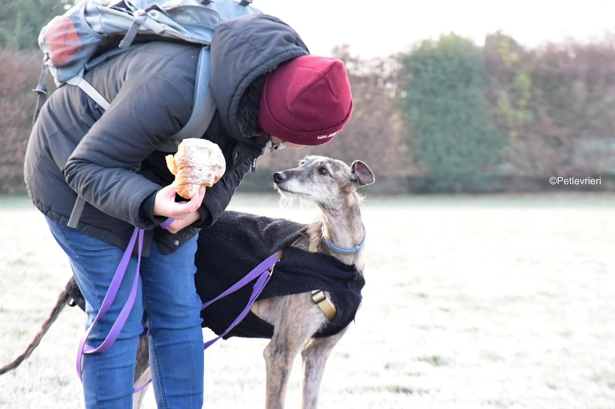 Piruleta galgo ruvido adozione levrieri foster cane 2