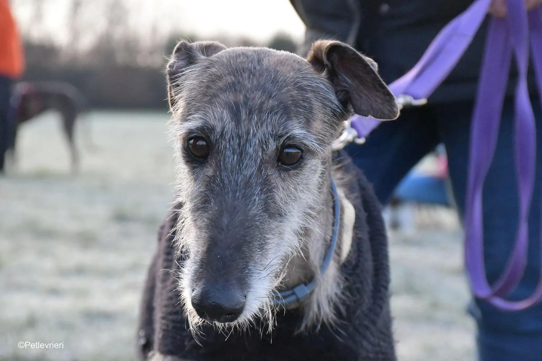 Piruleta galgo ruvido adozione levrieri foster cane 3