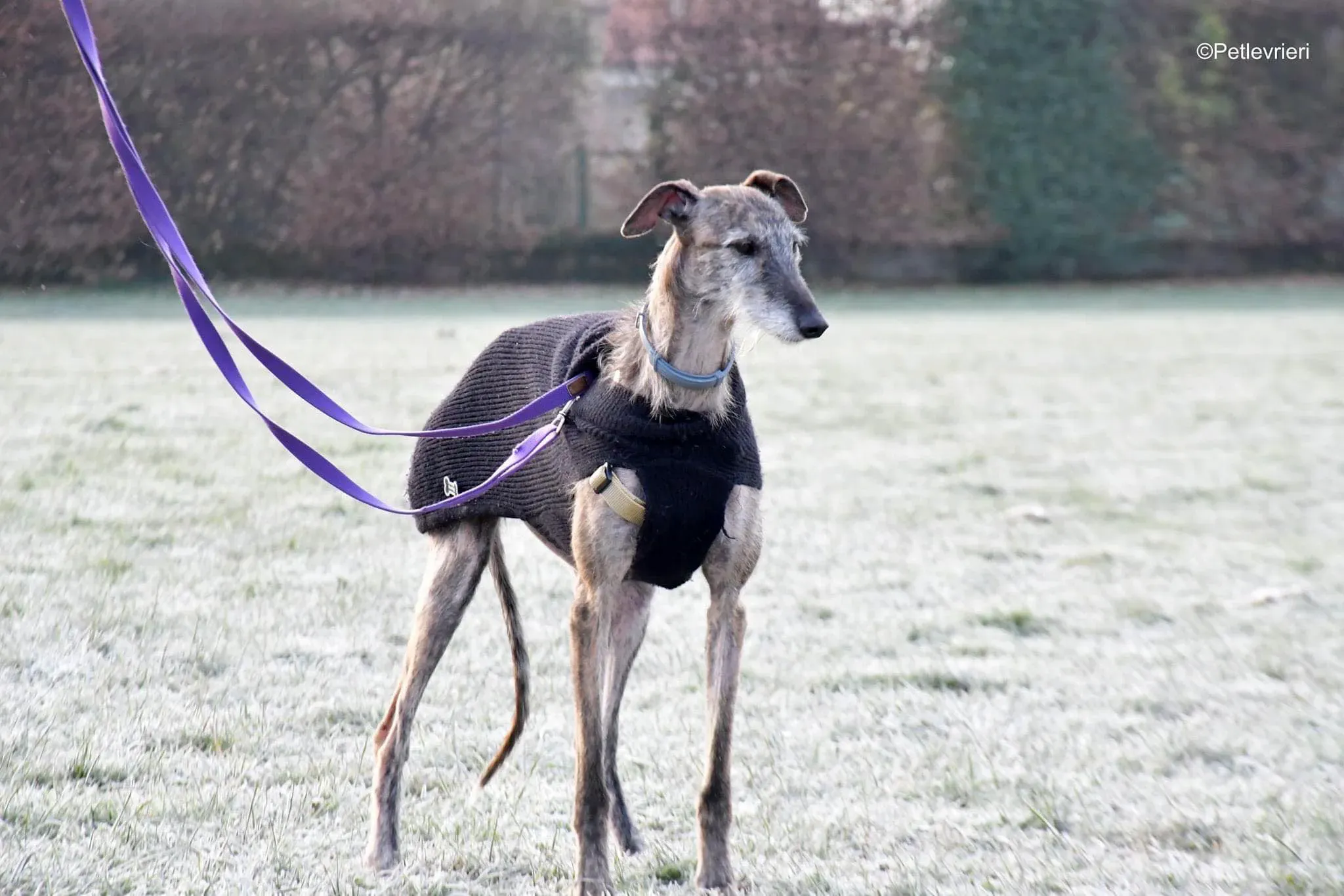 Piruleta galgo ruvido adozione levrieri foster cane 4jpg