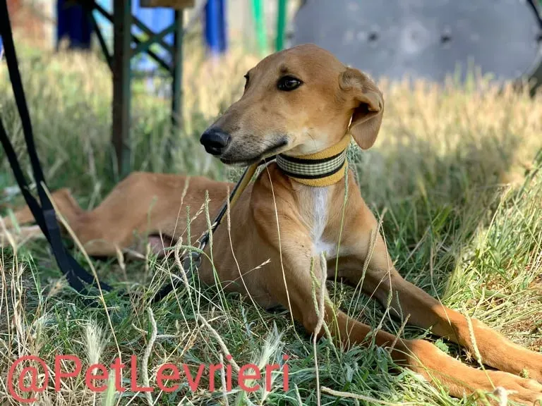 Pirulitin adozione levrieri galgo 01