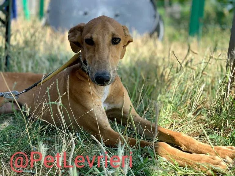 Pirulitin adozione levrieri galgo 02