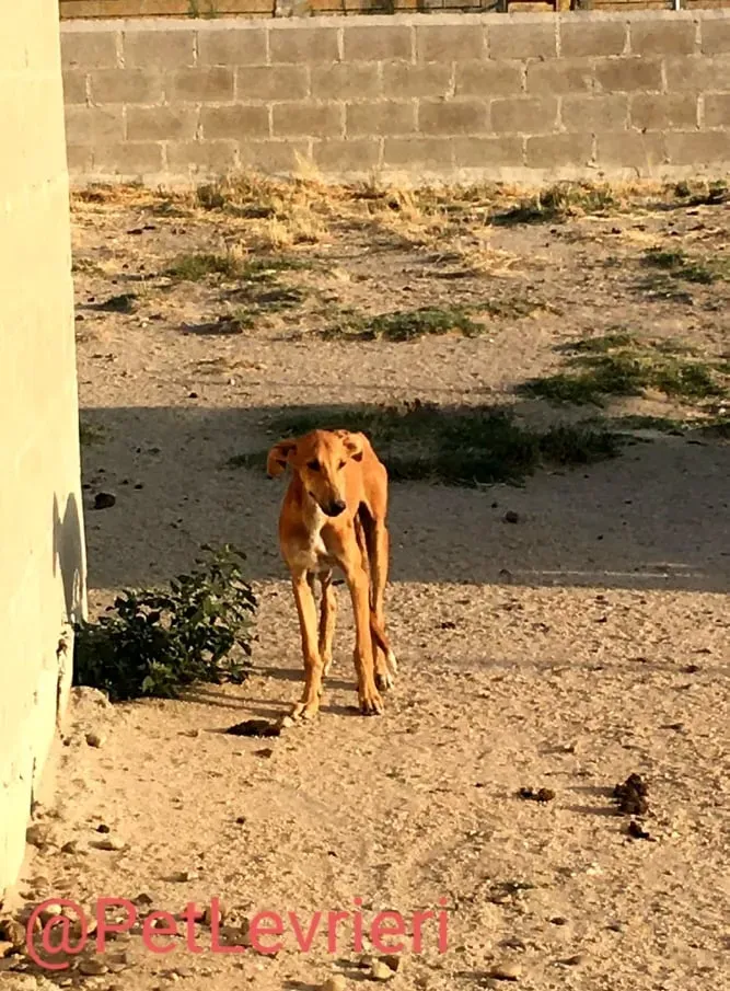 Pirulitin adozione levrieri galgo 03