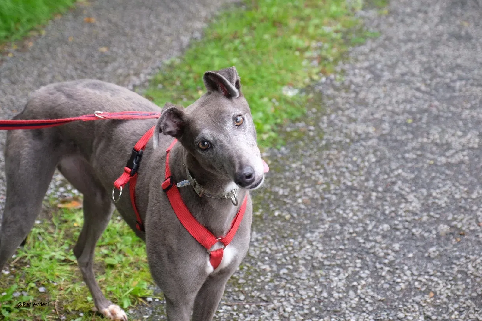 Pisa Greyhound Blue Adozione levrieri 1