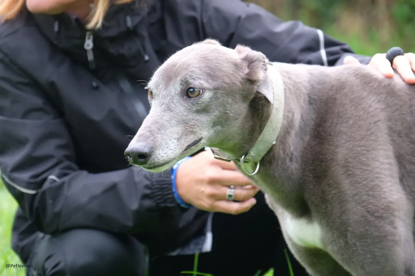 Pisa Greyhound Blue Adozione levrieri 10