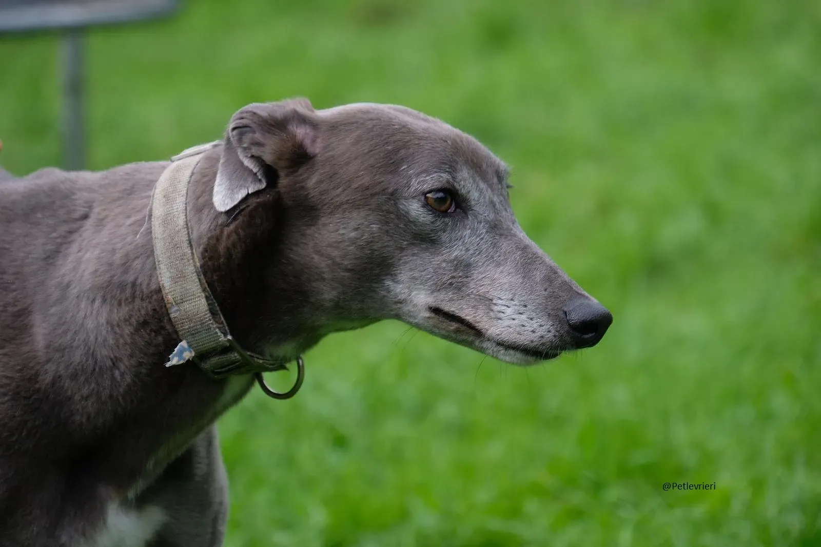 Pisa Greyhound Blue Adozione levrieri 11