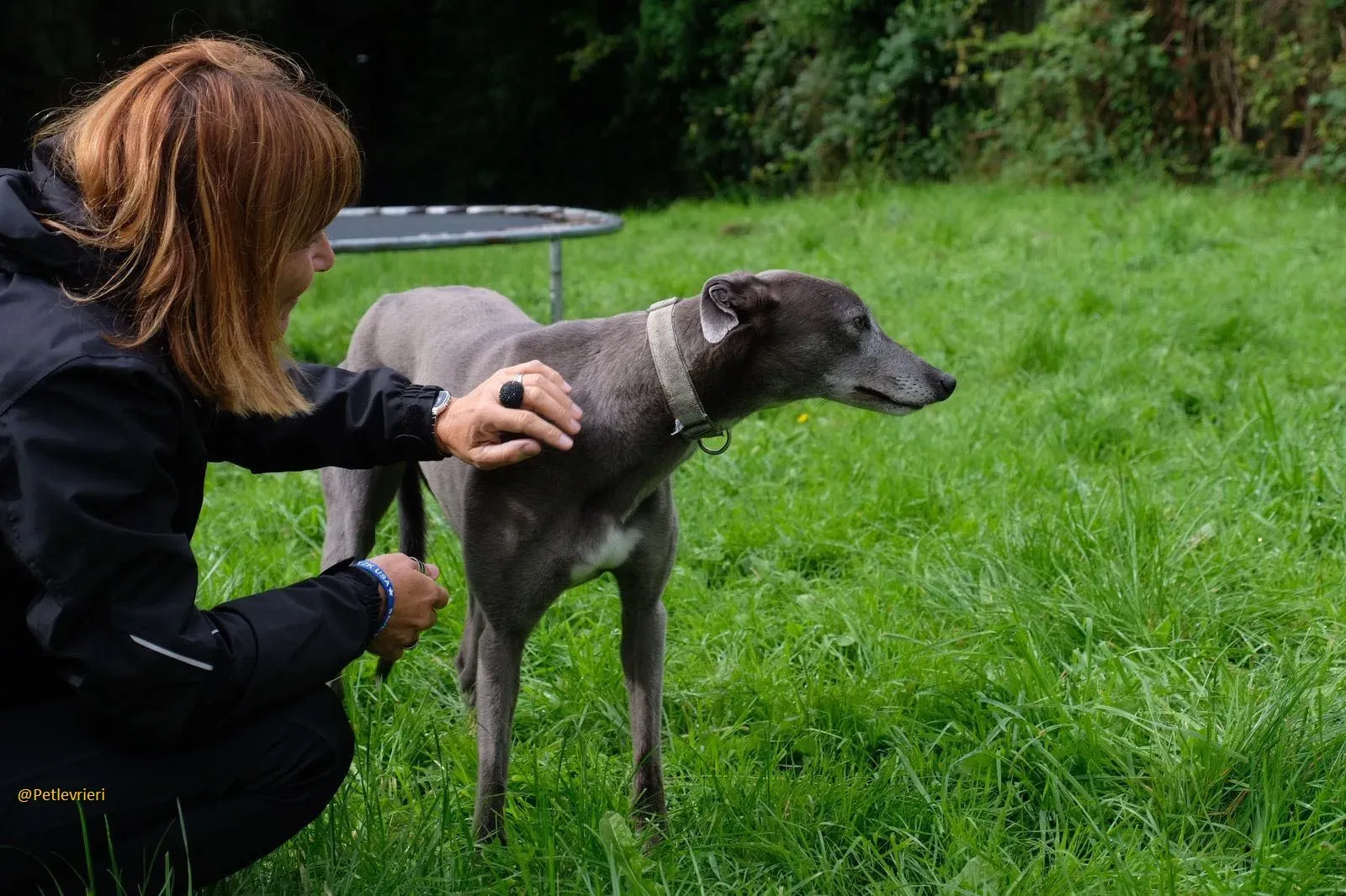 Pisa Greyhound Blue Adozione levrieri 12