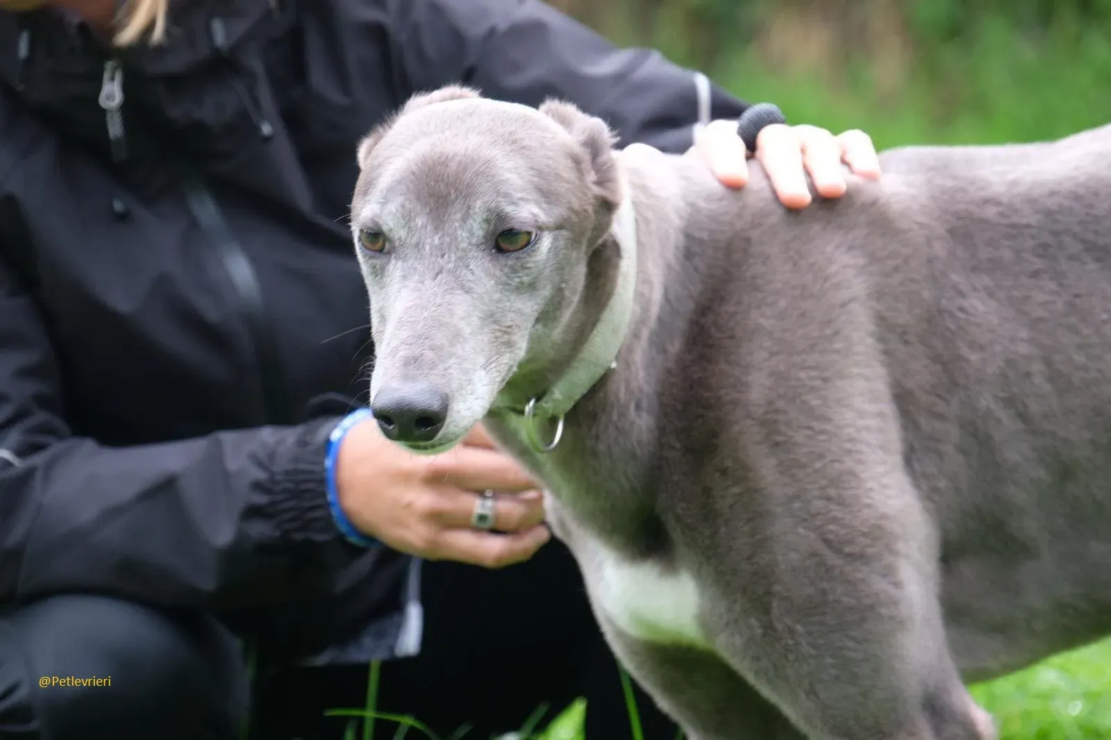 Pisa Greyhound Blue Adozione levrieri 13