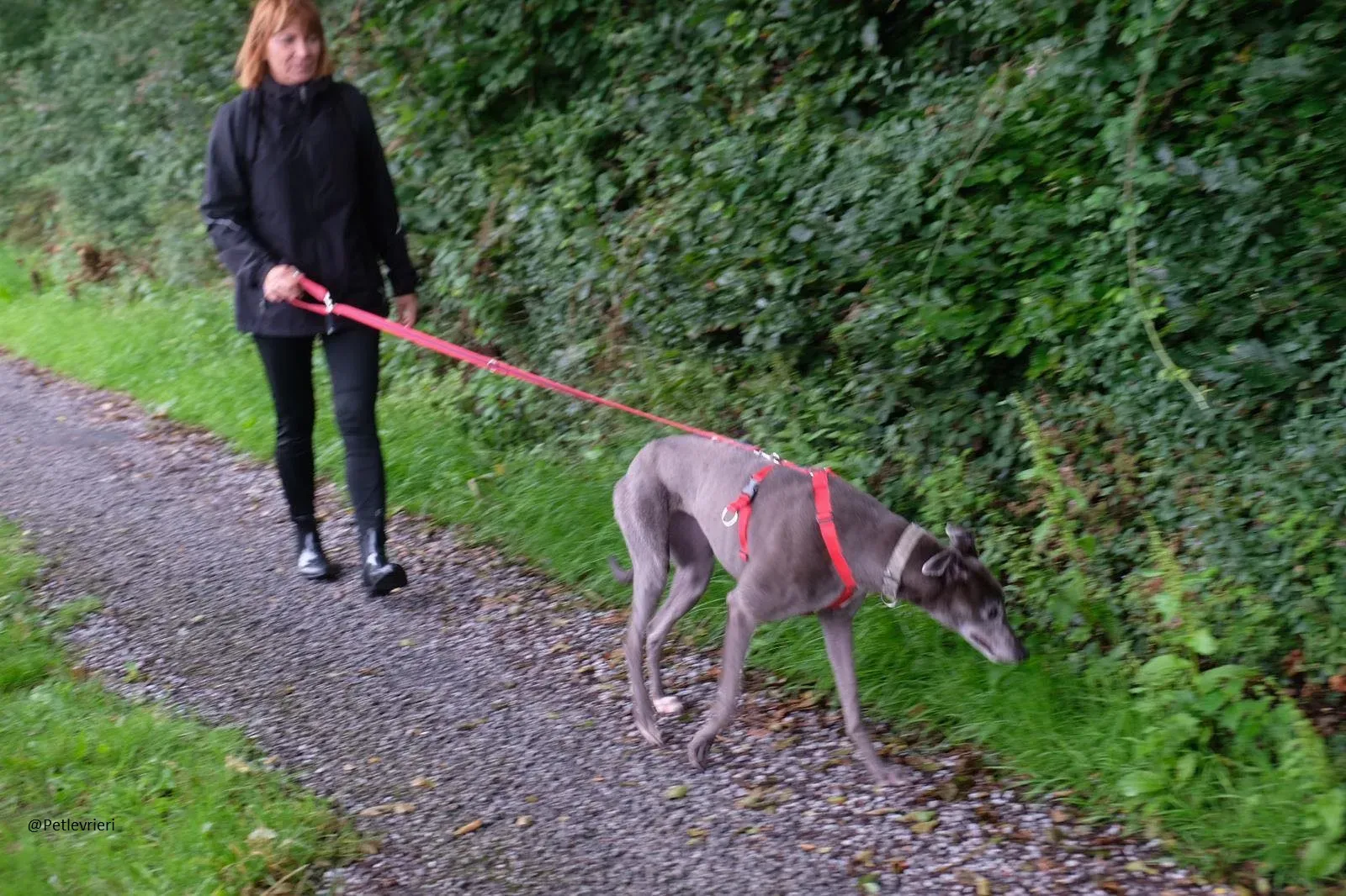 Pisa Greyhound Blue Adozione levrieri 2