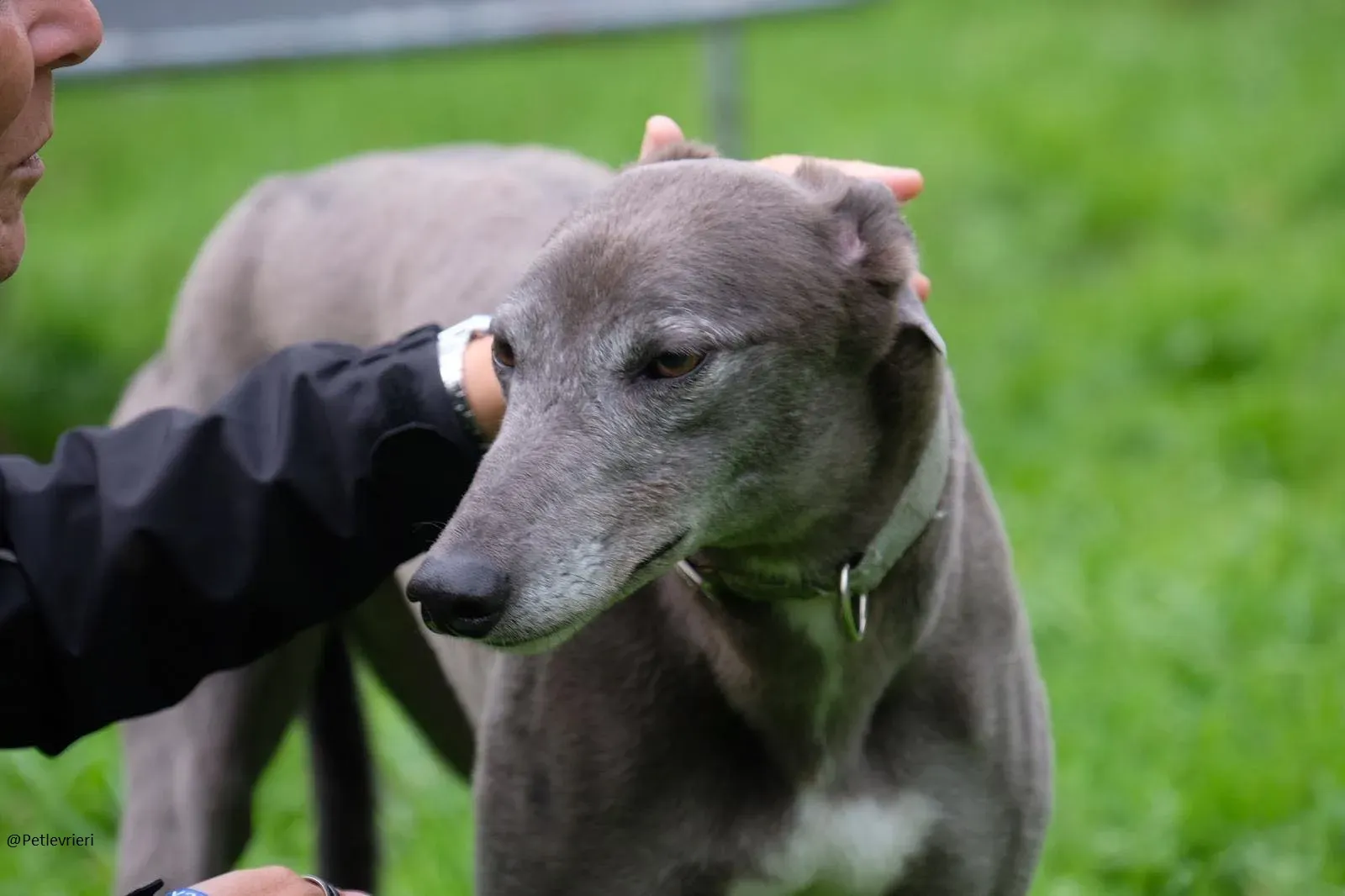 Pisa Greyhound Blue Adozione levrieri 3