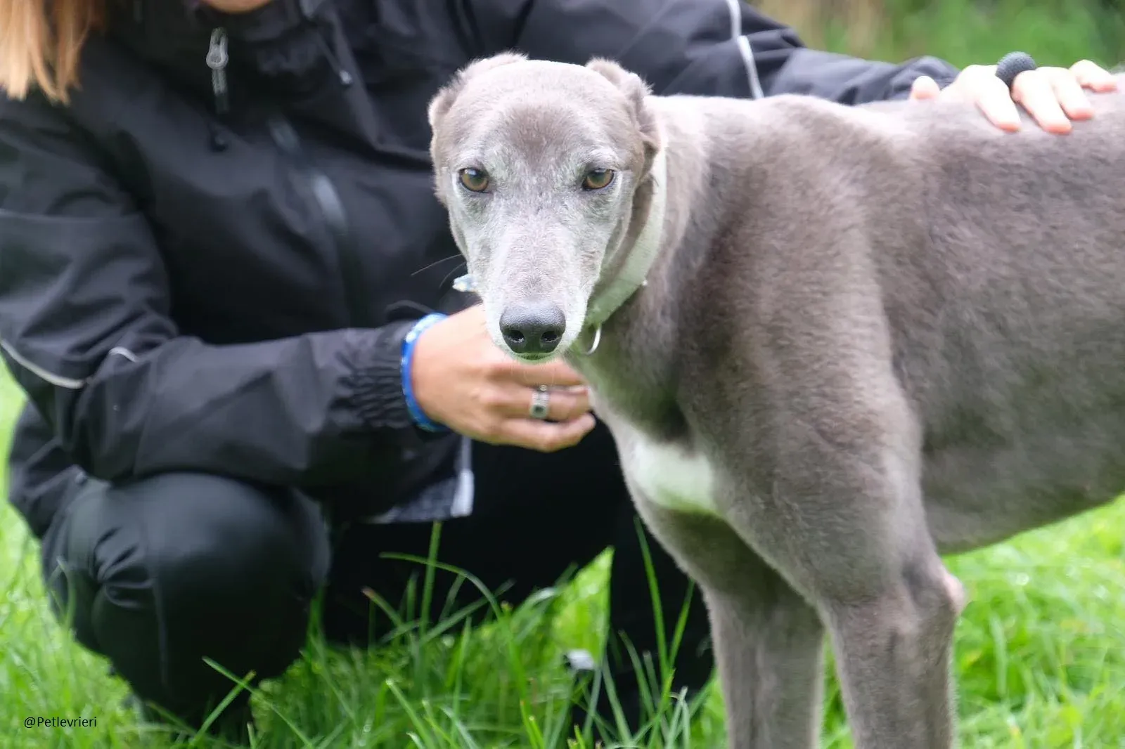 Pisa Greyhound Blue Adozione levrieri 4