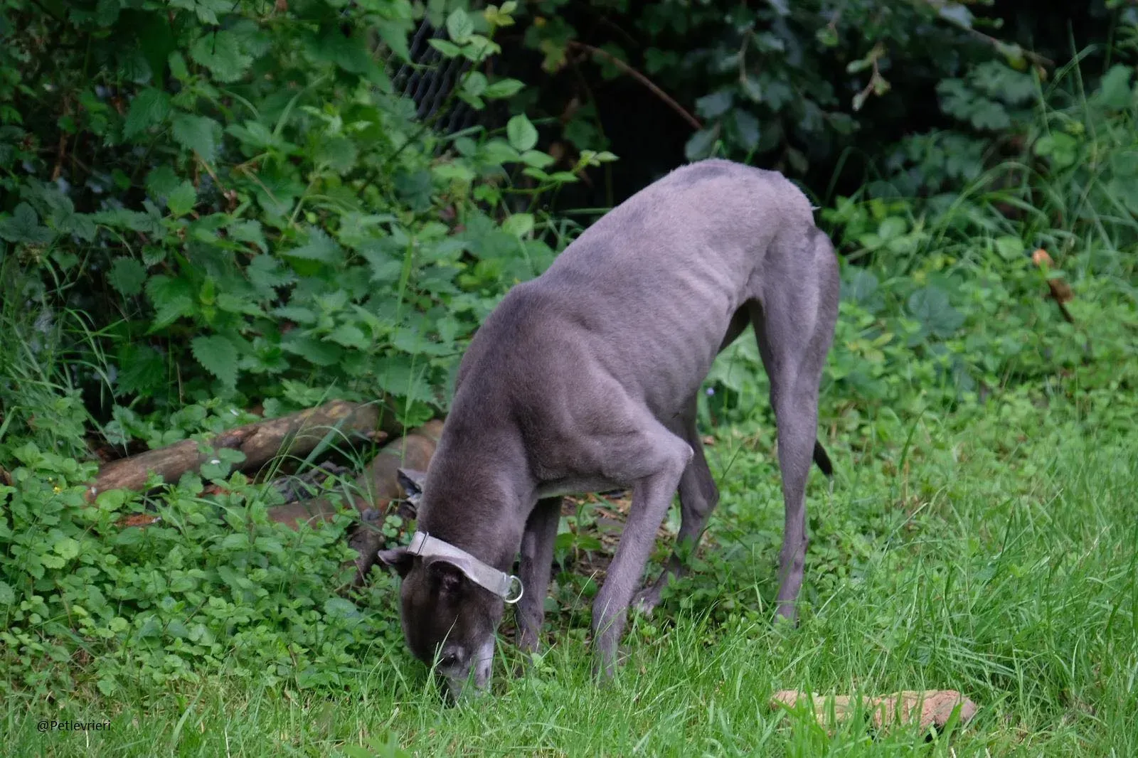Pisa Greyhound Blue Adozione levrieri 5