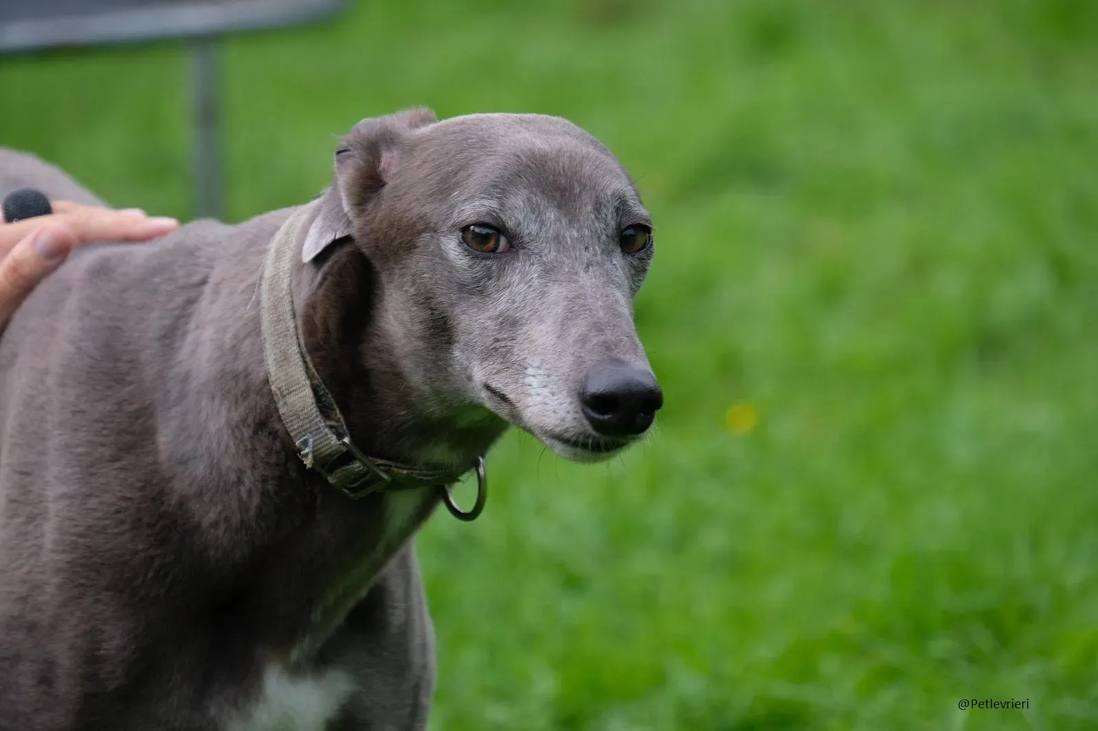 Pisa Greyhound Blue Adozione levrieri 6